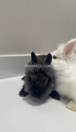 blue-eyed-lionhead-dwarf-rabbits-black-and-white-pair-big-4