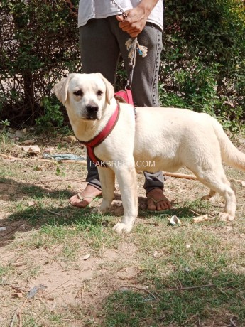 labrador-white-male-age-105-month-big-0