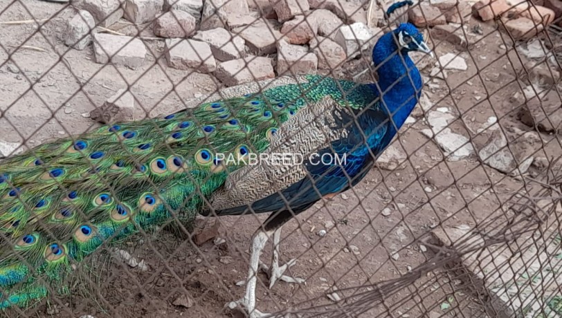 peacock-big-0