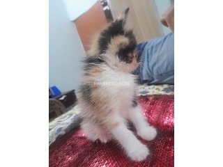40 days Calico Persian triple coated female kitten for sell