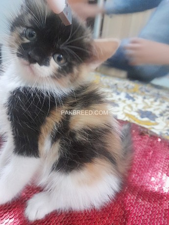 40-days-calico-persian-triple-coated-female-kitten-for-sell-big-1