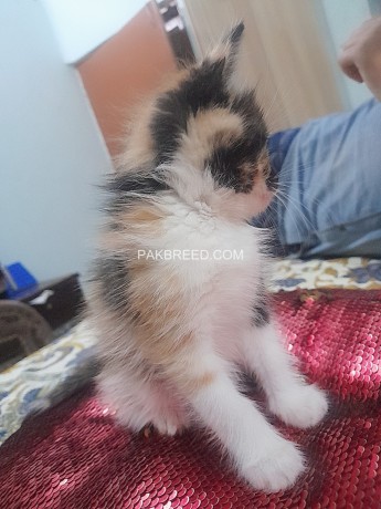 40-days-calico-persian-triple-coated-female-kitten-for-sell-big-0