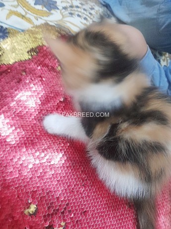 40-days-calico-persian-triple-coated-female-kitten-for-sell-big-2