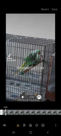 breeding-cage-for-raw-parrot-big-1