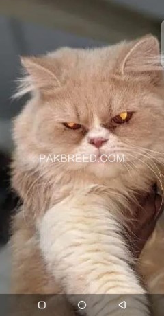 persian-punch-face-male-available-for-stud-big-0