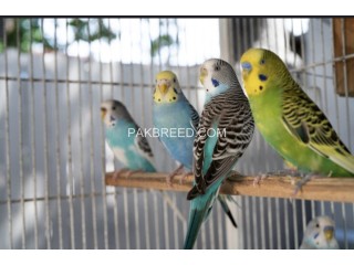 Australian parrots in different colors