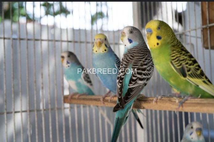 australian-parrots-in-different-colors-big-0