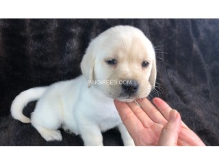 Labrador male and female available in pindi