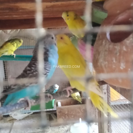bajri-parrots-big-3