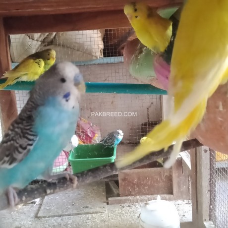 bajri-parrots-big-2