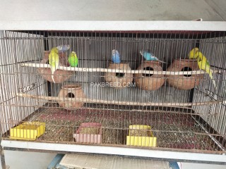 Breeder budgies pairs for sale