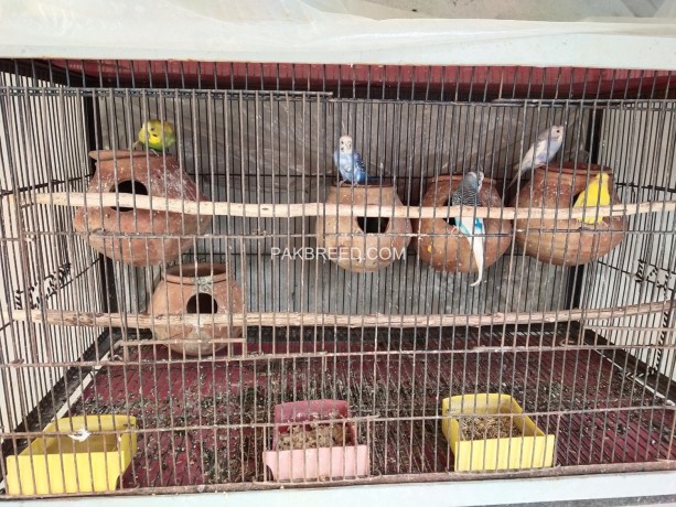 breeder-budgies-pairs-for-sale-big-1