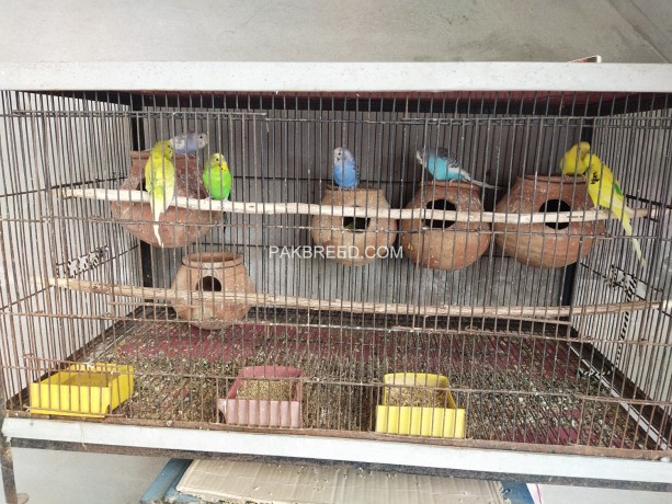 breeder-budgies-pairs-for-sale-big-0