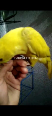 yellow-ring-neck-parrot-for-sale-connect-me-at-whatsapp-big-4