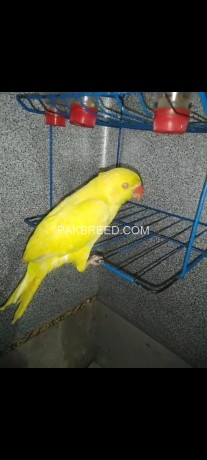 yellow-ring-neck-parrot-for-sale-connect-me-at-whatsapp-big-0