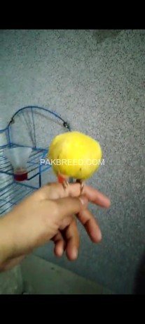 yellow-ring-neck-parrot-for-sale-connect-me-at-whatsapp-big-1