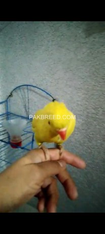 yellow-ring-neck-parrot-for-sale-connect-me-at-whatsapp-big-2