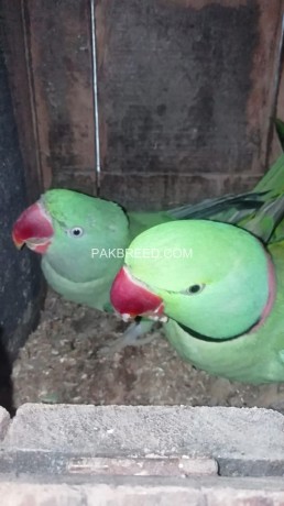 beautiful-kashmiri-raw-parrots-pair-big-2