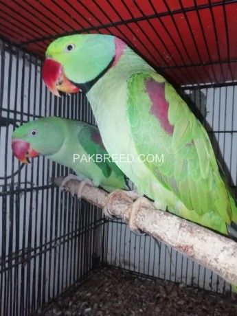beautiful-kashmiri-raw-parrots-pair-big-3