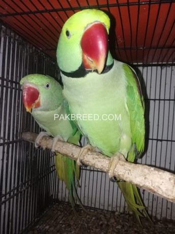beautiful-kashmiri-raw-parrots-pair-big-0