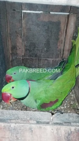 beautiful-kashmiri-raw-parrots-pair-big-4