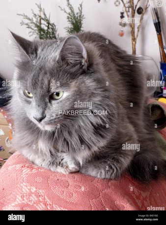 pregnant-female-cat-grey-color-urgent-sale-full-trained-big-0