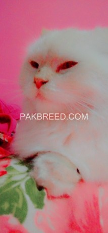 persian-cat-female-triple-coat-big-2