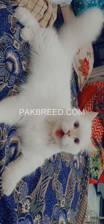 persian-cat-female-triple-coat-big-1