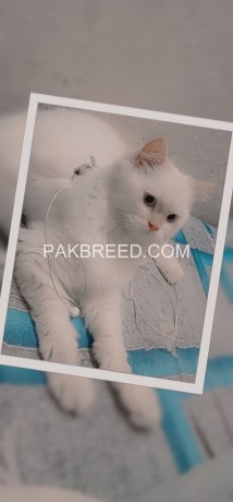 persian-cat-female-triple-coat-big-0