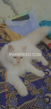 persian-cat-female-triple-coat-big-3