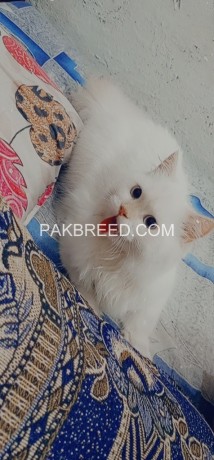 persian-cat-female-triple-coat-big-4