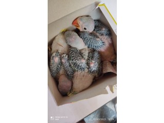 Raw desi parrots available