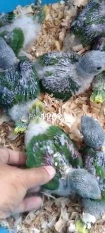 raw-desi-parrots-available-big-1