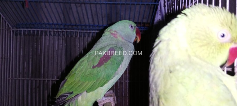 raw-parrot-male-big-2