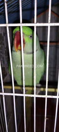 raw-parrot-male-big-3