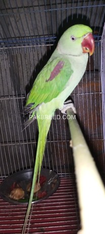 raw-parrot-male-big-0