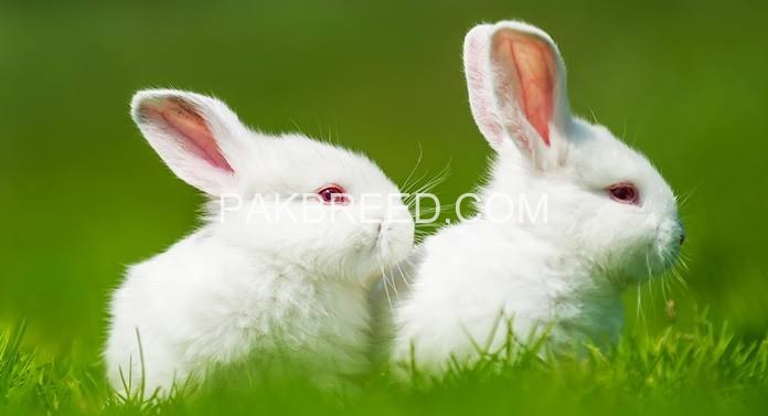 rabbit-white-red-ayes-big-4