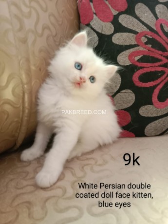 persian-kittens-big-0
