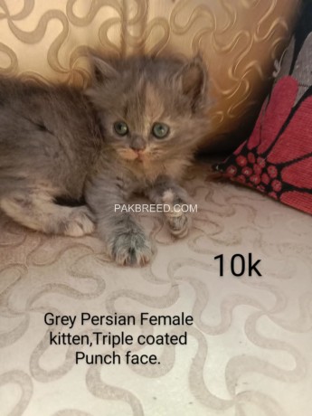 persian-kittens-big-1
