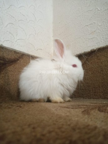 pure-breed-of-english-angora-available-or-sale-big-0