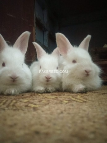 pure-breed-of-english-angora-available-or-sale-big-4