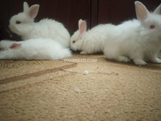 pure-breed-of-english-angora-available-or-sale-big-3
