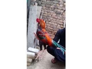 Lakha Aseel For sale pure breeder