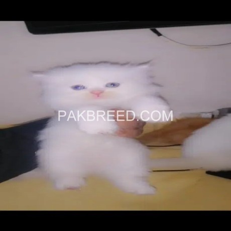 triple-coated-persian-kittens-are-for-sale-in-rawalpindi-islamabad-big-4