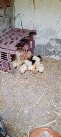 aseel-chicks-1-day-to-2-weeks-old-in-different-colors-big-1