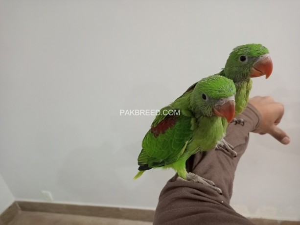 raw-parrot-pair-big-2