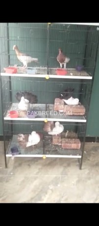 pigeon-for-sell-with-pinjra-big-1
