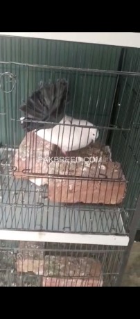 pigeon-for-sell-with-pinjra-big-3