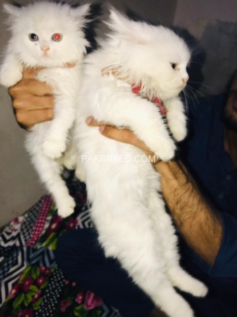 triple-coat-white-persian-kittens-big-1