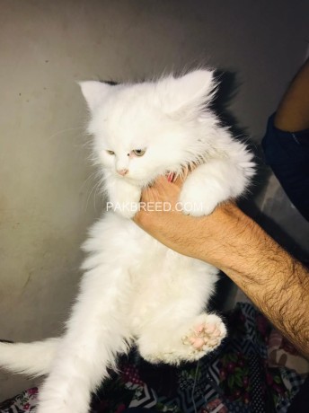 triple-coat-white-persian-kittens-big-0
